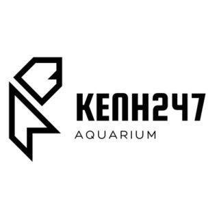 kenh247