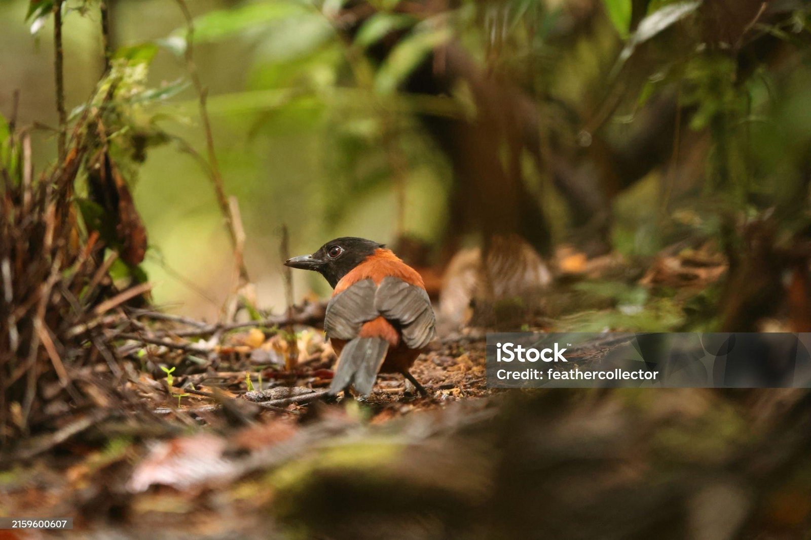 Pitohui in forest